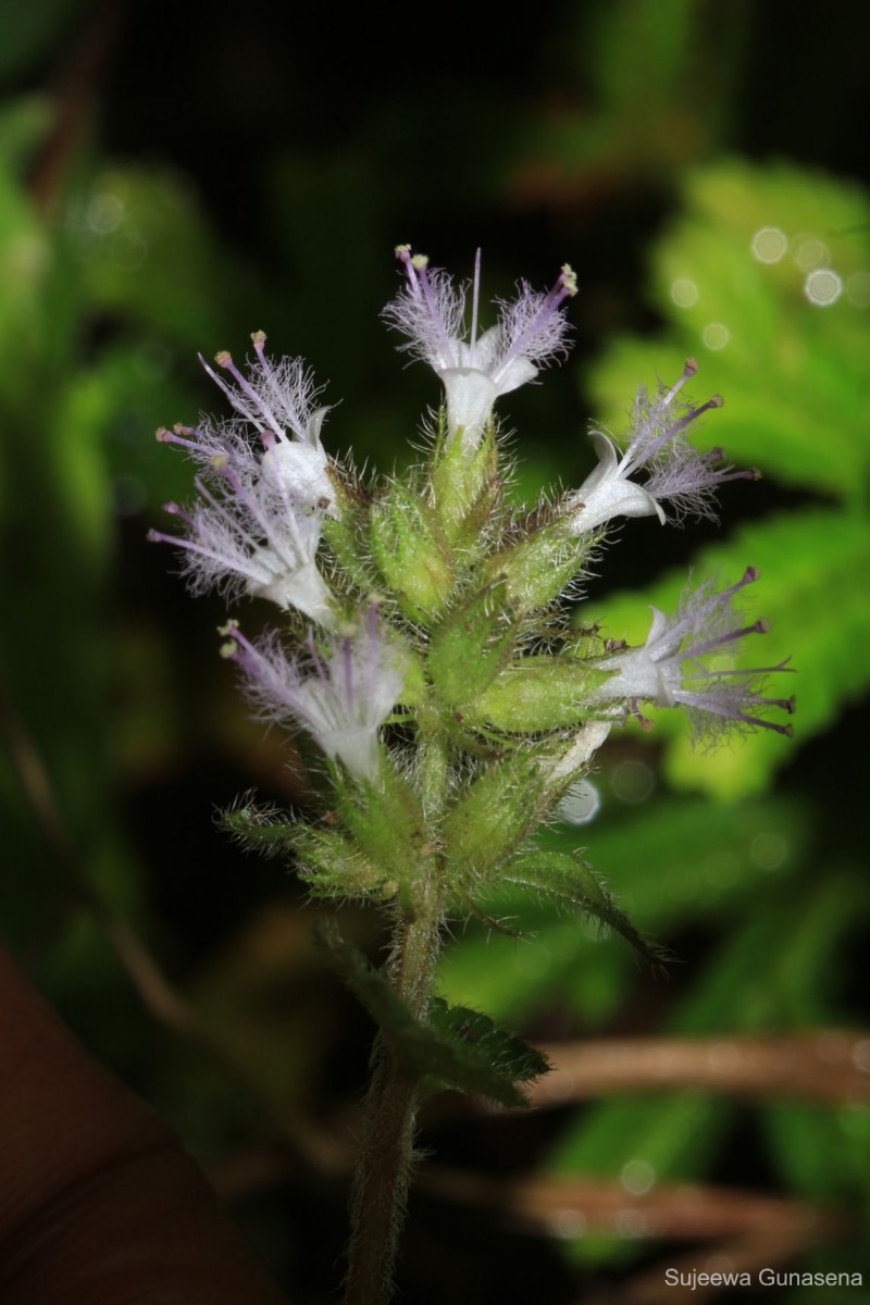Pogostemon hirsutus Benth.
